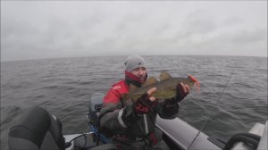 Бешеный клев трески. Клюет на каждом забросе