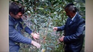 В. Железов ''Новое садоводство для дачников и школьных учителей будущей России'' №22