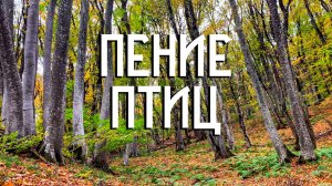 Пение птиц в осеннем лесу / Звуки природы