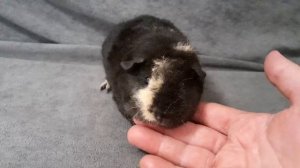 американский тедди чёрный с кремом, возраст 1 месяц