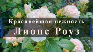 Красивейшая нежность - Лионс Роуз