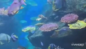 ТАЙЛАНД. БАНГКОК. ЭКСКУРСИЯ В ОКЕАНАРИУМ. РЫБЫ