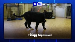 "Ищу хозяина"