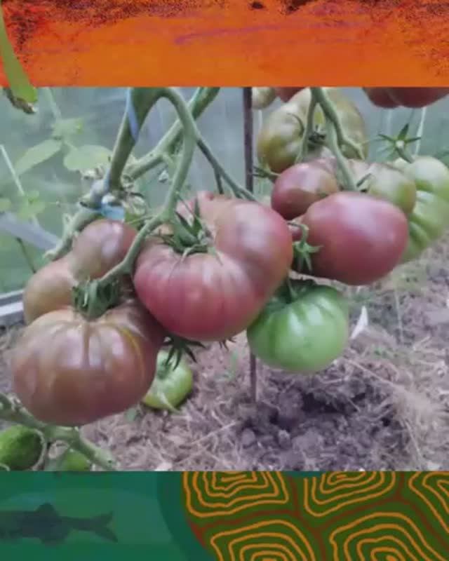 Томат Счастливый капитан  т. 89229284031