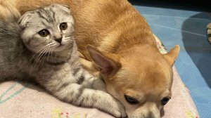 Золотой Оскар , Чухуашка мальчик