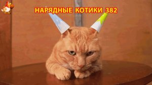 Нарядные Котики расслабляются на солнышке 🌞 🐈🐈🐈 (382)
