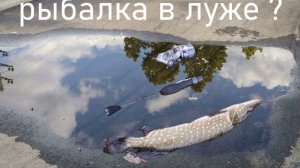 Спиннинг в луже ? перед зимой...? #рыбалка #спиннинг #fishing