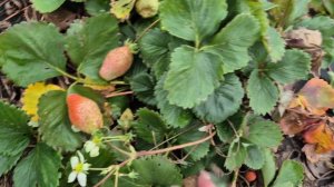 МУЖ СКАЗАЛ ЧТО Я ЖЕЛЕЗНАЯ...😅😅😅