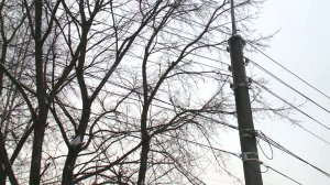 Временные отключения электроэнергии ожидаются в некоторых микрорайонах Вологды