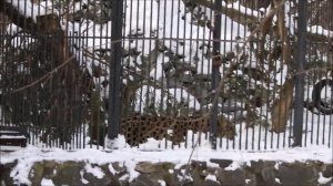 Дальневосточные леопарды Хлоя и Кадрон смотрят друг на друга когда гуляют 19.11.2025