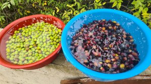 Собираем Оливу 24.11.25 г.