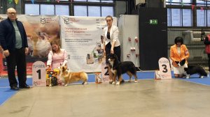 22.11.2025, СПб. Клуб "Вудфал" (РКФ, РФСС). Выставка собак CAC 1 группы FCI