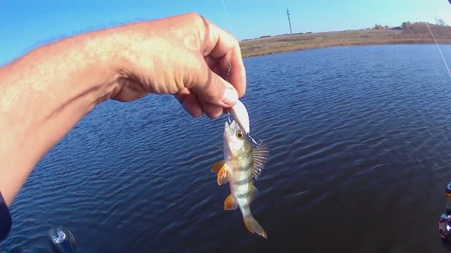 Окуневая рыбалка на ультролайтовый спиннинг.