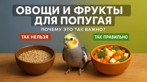ПОЧЕМУ ВАЖНО КОРМИТЬ ПОПУГАЯ ОВОЩАМИ И ФРУКТАМИ