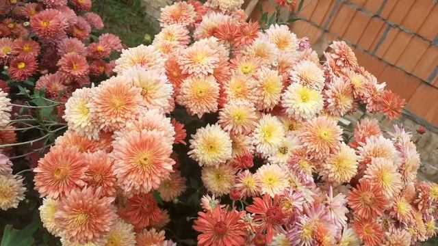 хризантема кирпичная, хамелион, корейская