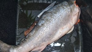 Солю красную рыбу. Кижуч. Чистка и разделка рыбы.