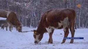 Игидэй олохтооҕо Виктор Марков хаһаайыстыбата