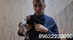 ЩЕНОК КУРЦХААРА. УСПЕЙ ЗАБРОНИРОВАТЬ !