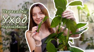 Будни цветовода. Пересадки, Уход за растениями, черенкование Аглаонемы. Посадка листов бегоний