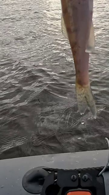 Гуляй Вася!!!