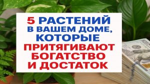 5 растений в доме, которые притягивают деньги и удачу: проверьте, что стоит у вас