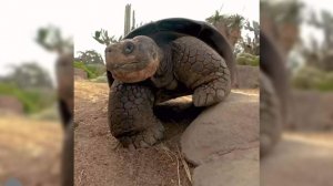 В США умерла пережившая 20 президентов 141-летняя черепаха