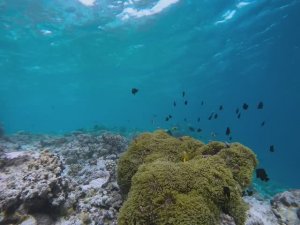 Мальдивы. Домашний риф отеля W Maldives home reef