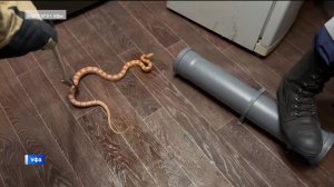 Появились новые подробности о метровой змее, пойманной в доме в Уфе