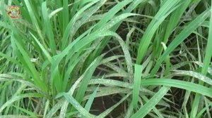 Как спасти овес от непогоды? Озимые культуры под угрозой болезней!