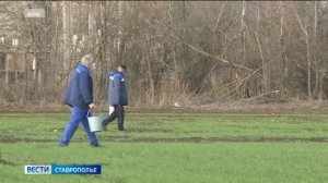 Грызуны облюбовали ставропольские поля