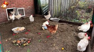 Куры осенью очень счастливы 🤗😂😜  (20)