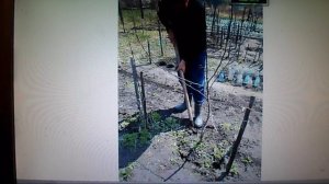 В. Железов ''Новое садоводство для дачников и школьных учителей будущей России'' №23