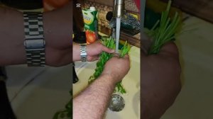 Соленье от моего сына