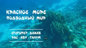 Красное море. Подводный мир. Рас-Абу-Галум. Египет.Дахаб