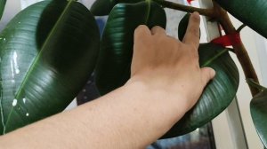 Фикус большой Погиб 😱😭