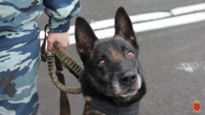 Служебный пёс по кличке Ямато помог полицейским задержать поджигателя вышки связи в Ленобласти