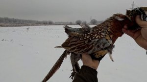 Охота на фазана. 25.11.2025г