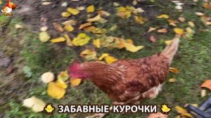 Забавные курочки несушки на сельском подворье 🤗😂😜 (32)