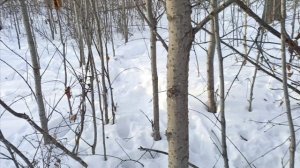 25.11.25.Первый выход в лес,постановка капканов.