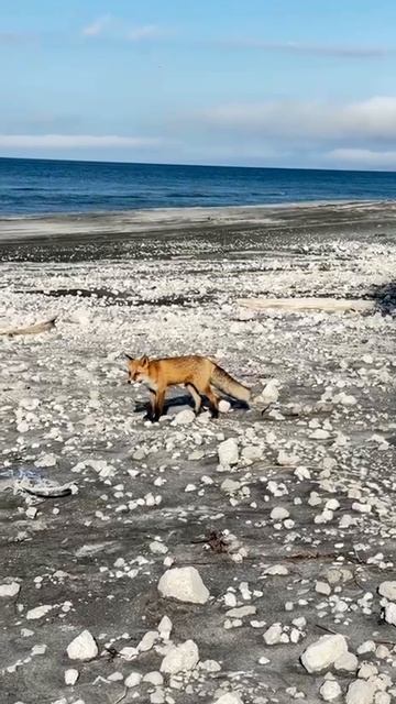 лиса Итурупская