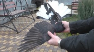 Словил депрессию.