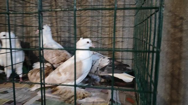 23.11.2025г ст.Бронницы Рынок ч.3 смотреть онлайн