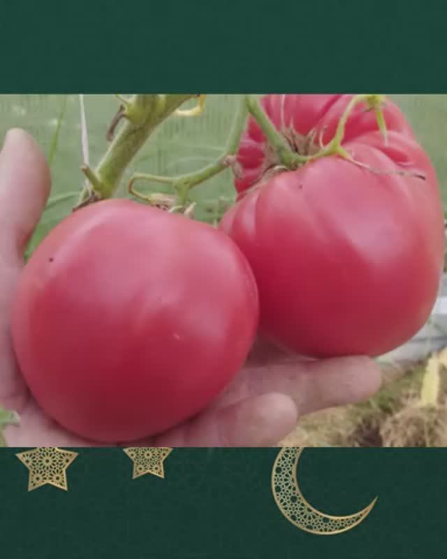 Томат Тайные сокровища вечности  т. 89229284031