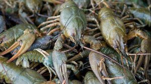 Запускаем раков в пруд! Жизнь в деревне!