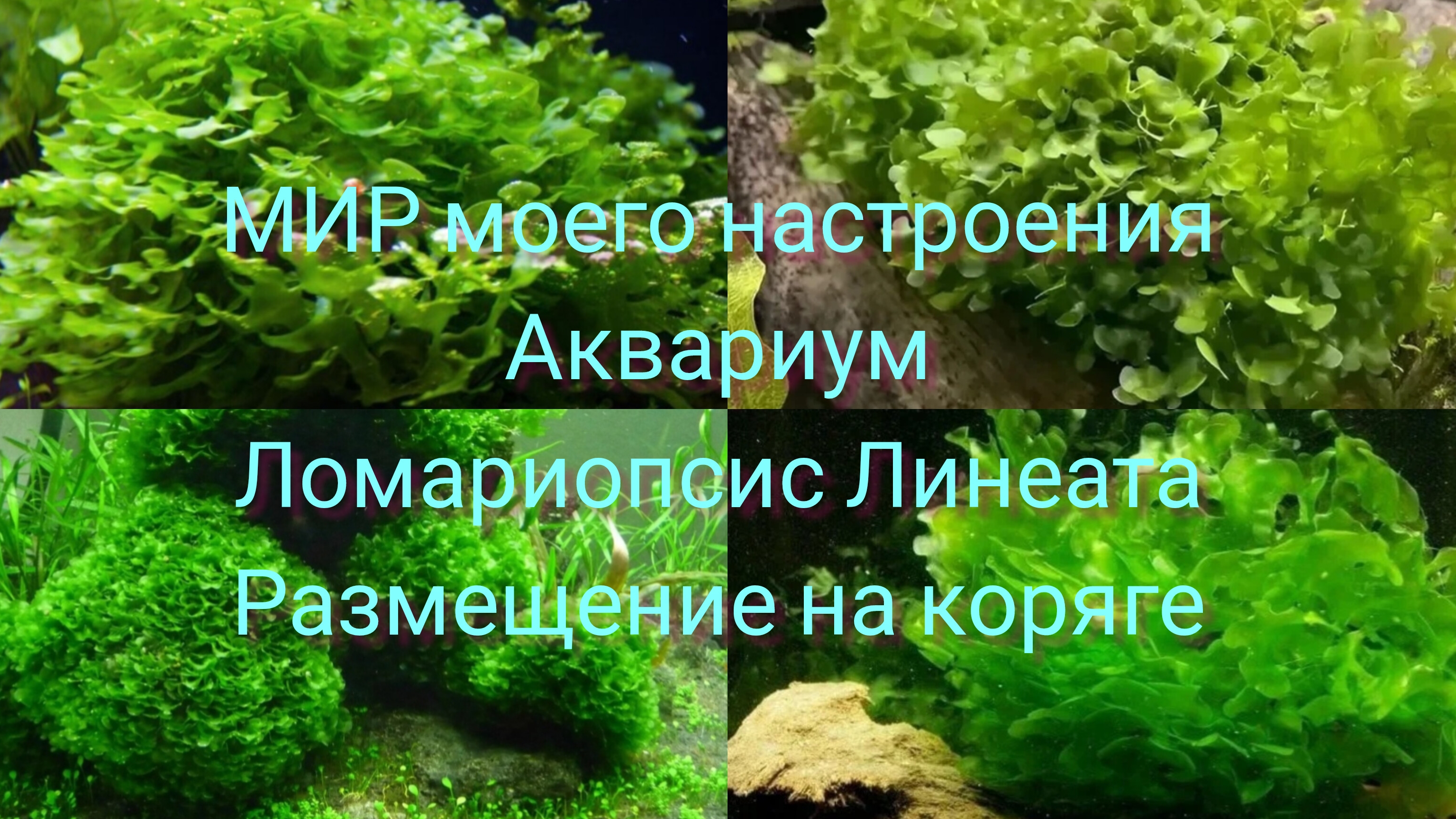 23.11.25 Аквариум, часть 3.Папоротник Ломариопсис Линеата размещение на коряге