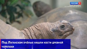 Под Луганском учёные нашли кости древней черепахи