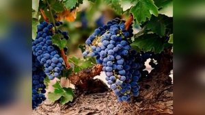 Лидия Майорова - Грузинская песня.  (Виноградная косточка)