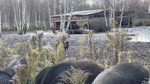 Охота на Кабана