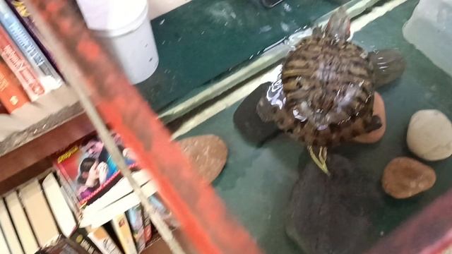 И снова красноухие черепахи