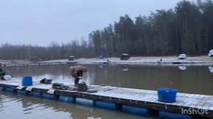 Запуск форели в водоем